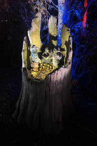 Photo 4 from Harry Potter: A Forbidden Forest Experience