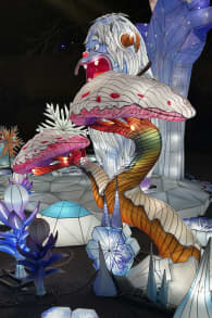 Photo 1 from Winter Lantern Festival - Washington DC