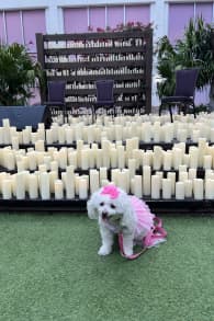 Photo 1 from Candlelight Paws: A Dog-Friendly Classical Concert