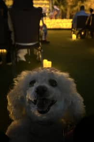 Photo 0 from Candlelight Paws: A Dog-Friendly Classical Concert