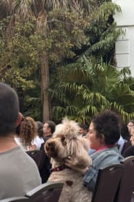 Photo 3 from Candlelight Paws: A Dog-Friendly Classical Concert
