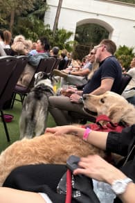 Photo 2 from Candlelight Paws: A Dog-Friendly Classical Concert