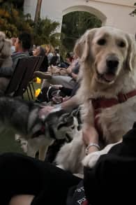 Photo 4 from Candlelight Paws: A Dog-Friendly Classical Concert