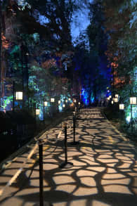 Photo 4 from Harry Potter: A Forbidden Forest Experience