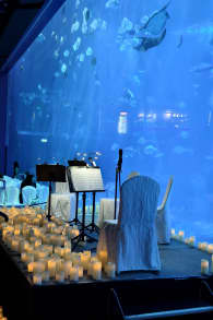 Photo 0 from Candlelight: Film Scores at S.E.A. Aquarium