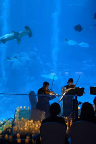 Photo 1 from Candlelight: Film Scores at S.E.A. Aquarium