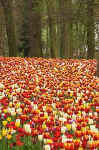 Photo 9 from Floralia Brussels, the 21st Edition of the Spring Flower Show