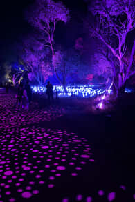 Photo 4 from Harry Potter: A Forbidden Forest Experience
