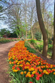 Photo 5 from Floralia Brussels, the 21st Edition of the Spring Flower Show