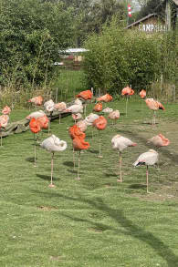 Photo 8 from Parrot World : billets journée