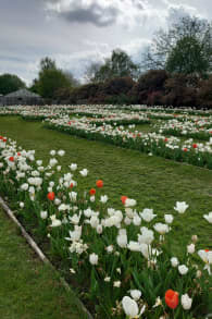 Photo 2 from Floralia Brussels, the 21st Edition of the Spring Flower Show