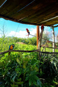 Photo 6 from Parrot World : billets journée