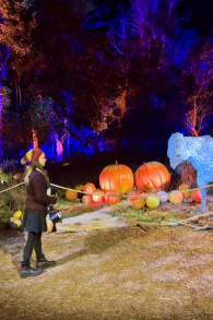 Photo 0 from Harry Potter: A Forbidden Forest Experience