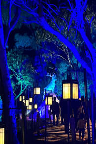 Photo 7 from Harry Potter: A Forbidden Forest Experience