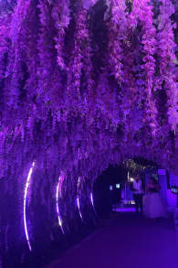 Photo 5 from The Queen's Ball: A Bridgerton Experience