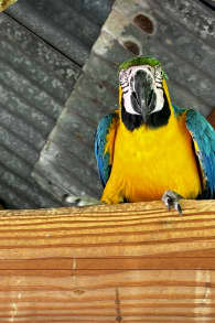 Photo 3 from Parrot World : billets journée