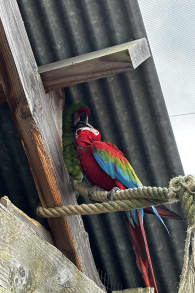 Photo 2 from Parrot World : billets journée