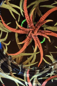 Photo 6 from Genesis: An Immersive Light Show in Boston