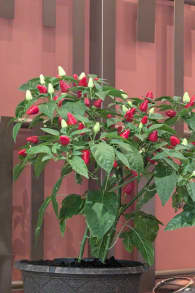 Photo 7 from Visita guiada a pie y gastronómica del Barrio Chino de Chicago