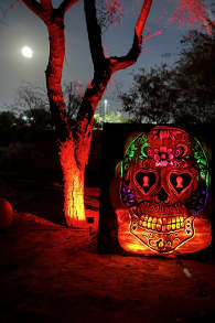 Photo 3 from Glowing Pumpkins: A Phoenix Jack-o-Lantern Adventure