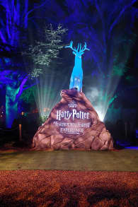 Photo 13 from Harry Potter : L’Expérience en Forêt Interdite