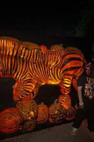 Photo 1 from Glowing Pumpkins: A Phoenix Jack-o-Lantern Adventure
