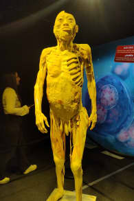 Photo 6 from Bodies Evolution - Cuerpos Humanos Reales