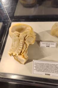 Photo 4 from Bodies Evolution - Cuerpos Humanos Reales