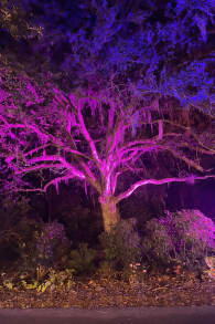 Photo 10 from Haunting Nights