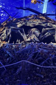 Photo 3 from Harry Potter™: A Forbidden Forest Experience