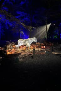 Photo 1 from Harry Potter™: A Forbidden Forest Experience