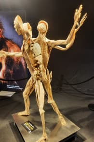 Photo 10 from Bodies Evolution - Cuerpos Humanos Reales