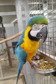 Photo 3 from Parrot World: entradas para experiencias inmersivas