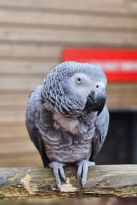 Photo 4 from Parrot World: entradas para experiencias inmersivas