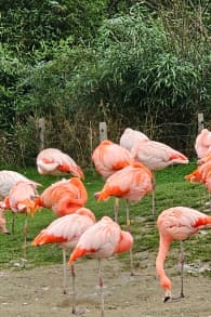 Photo 5 from Parrot World: entradas para experiencias inmersivas