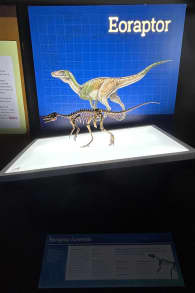 Photo 5 from Dinosaurs of Patagonia: Knowledge Through Science