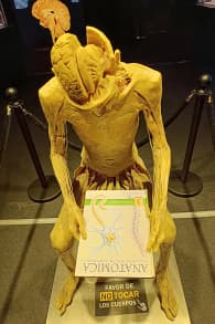 Photo 1 from Bodies Evolution - Cuerpos Humanos Reales