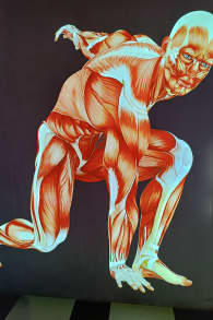 Photo 0 from Bodies Evolution - Cuerpos Humanos Reales