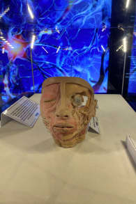 Photo 8 from Bodies Evolution - Cuerpos Humanos Reales