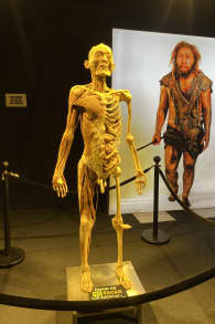Photo 7 from Bodies Evolution - Cuerpos Humanos Reales