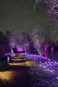 Photo 6 from Light Cycles: A glowing night walk through nature, light, and sound