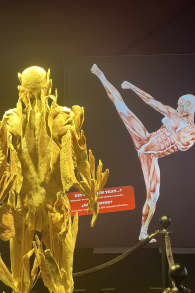 Photo 4 from Bodies Evolution: Cuerpos Humanos Reales La Serena - Coquimbo