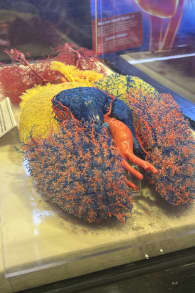 Photo 3 from Bodies Evolution: Cuerpos Humanos Reales La Serena - Coquimbo