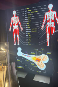Photo 2 from Bodies Evolution: Cuerpos Humanos Reales La Serena - Coquimbo