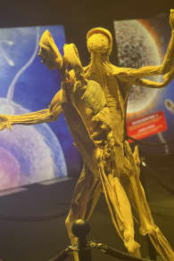 Photo 0 from Bodies Evolution: Cuerpos Humanos Reales La Serena - Coquimbo
