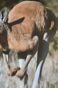 Photo 0 from Planet der Tiere - Die immersive Ausstellung