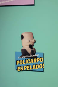 Photo 12 from Museo 31