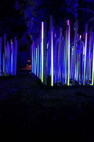 Photo 5 from Light Cycles: ¡Un paseo nocturno mágico entre las luces y los sonidos de la naturaleza!