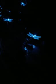 Photo 2 from LUMA Enchanted: A Whimsical Sensory Night Walk