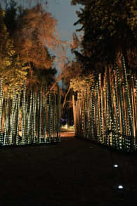 Photo 0 from Light Cycles: ¡Un paseo nocturno mágico entre las luces y los sonidos de la naturaleza!